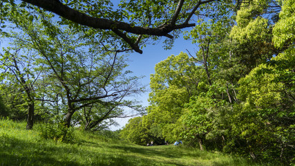 大高緑地 自然