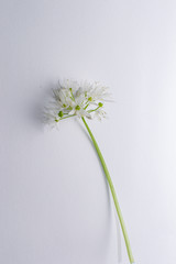 Single wild garlic flower on white paper