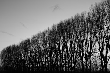 monochrome landscape trees silhouette mystic nature bw