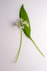 Wild garlic flower resting on a green leaf