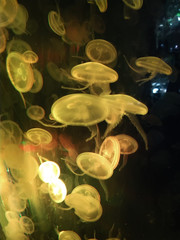 Hundreds of jellyfish swimming in a lighted fish tank