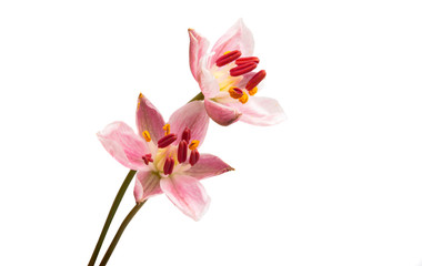 flowering rush isolated