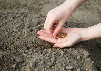 On the palm of the woman's hand are the seeds of beetroot. They're put in the ground.