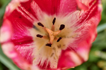 tulip, macro shot of a tulip
