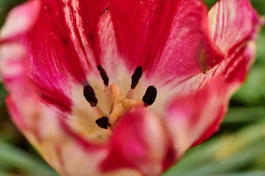 tulip, macro shot of a tulip