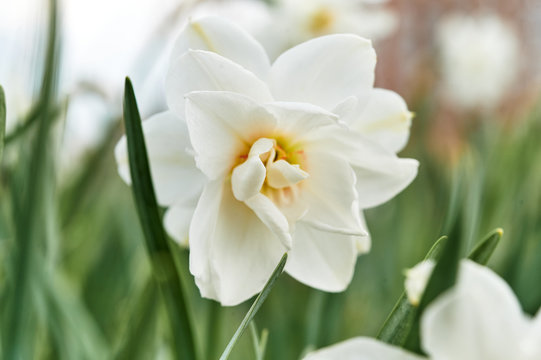 daffodil flower, macro
