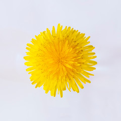 Natural yellow round dandelion close up  on a white background