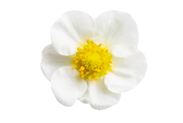 strawberry flower isolated