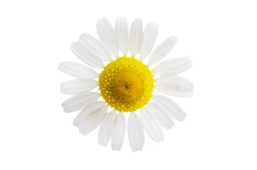 medical camomile isolated
