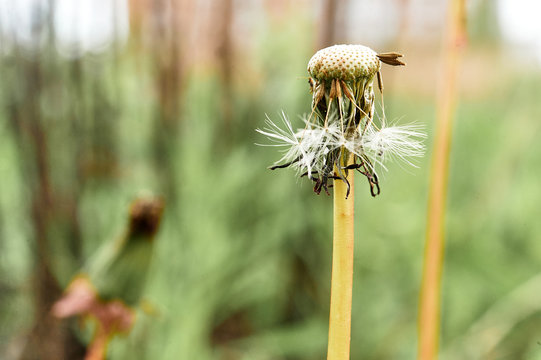 ripe dandelion on green grass