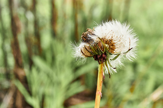 ripe dandelion on green grass