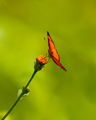 hummingbird on flower