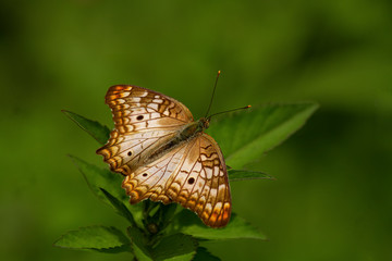 butterfly on leaf