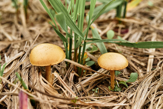 mushroom meadow honey agaric