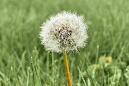 ripe dandelion on green grass
