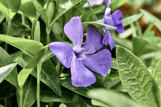 periwinkle large macro shot