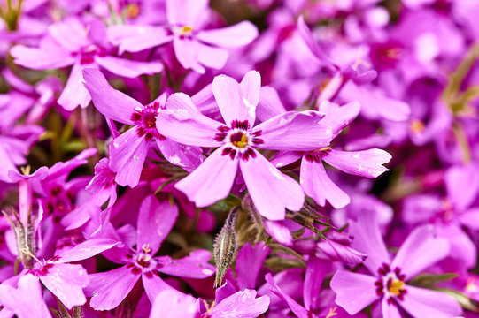 phlox stansburyi macro shoot