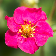 Fiore di pianta della fragola