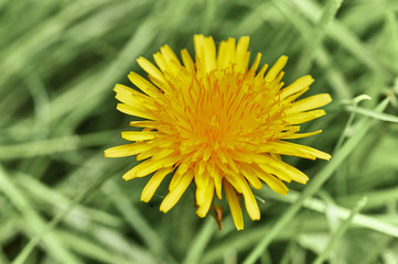 yellow dandelion on green grass
