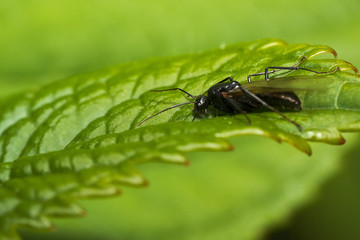 Foto macro in giardino.