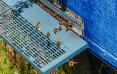 bees on a flying board