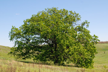 Fototapeta premium oak tree in the field