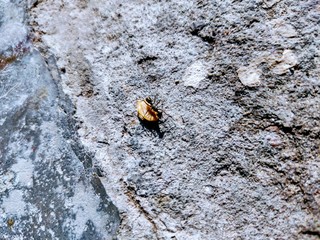 Ant 