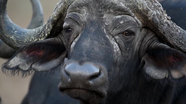 African buffalo close up shot in the wilderness of Africa
