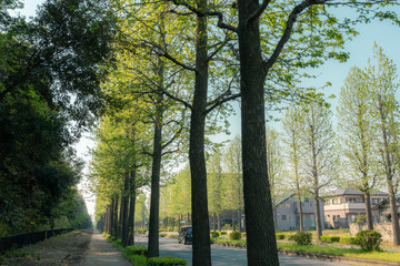 新緑の郊外の大通りの樹木