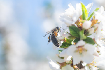 Bee on a flower of the white cherry blossoms