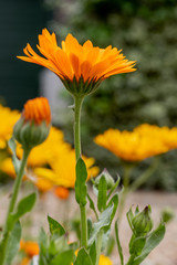 Bright orange Calendula flowering in an English garden