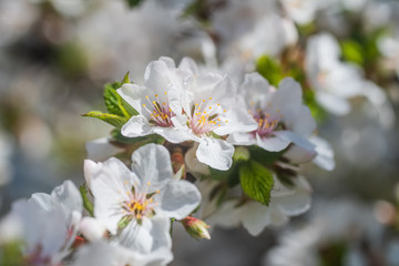 Bee on a flower of the white cherry blossoms