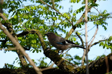 Big bird eating a baby bird