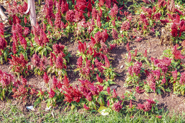Celosia flowers in a garden