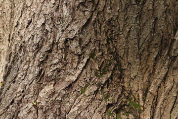 tree bark texture
