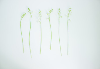 Thin stalk with many flowers bells. White lilies of the valley. Convallaria. Background picture. Green leaves. Forest flower. Decorations for the garden. Flora. Conceptual idea.