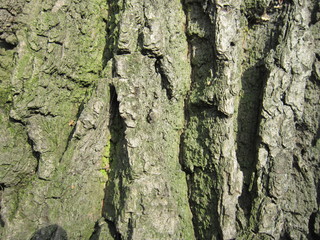 Green oak bark as a decorative texture.