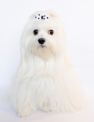 White maltese with polka dot bow