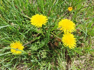 Żółty kwiat wiesiołka na łące. © WalDec