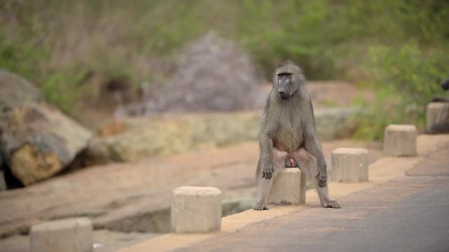 Funny Baboon sitting like a human on concrete