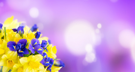 Fototapeta na wymiar bouquet of daffodil and iris flowers