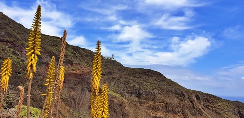 Flowers with Lighthouse at the cliff