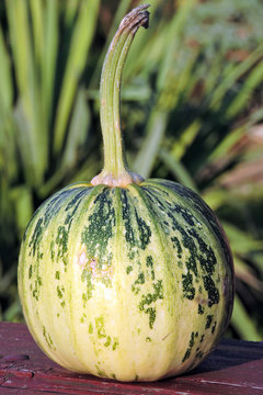 A close-up of a green pumpkin on a brown table