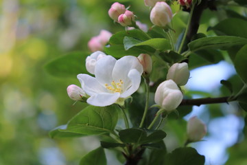 pink flower of  apple tree 