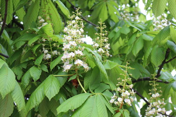 
Candle flowers blooming on chestnuts in spring