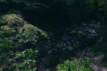 渓谷の清流と緑