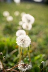 タンポポの綿毛