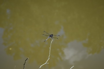 dragonfly above the water