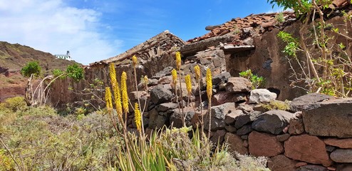 Yellow flowers at ruin