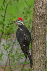 Pileated Woodpecker perched on tree trunk in forest on spring day